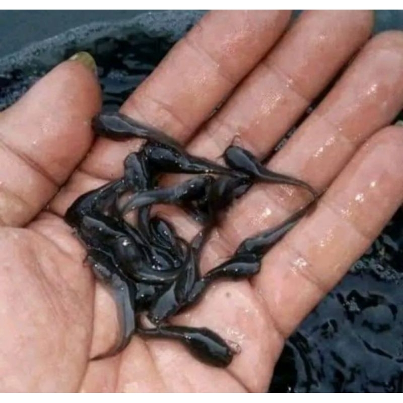 bibit lele Sangkuriang size 6 cm isi 100 ekor