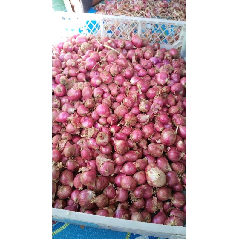 

BAWANG MERAH BREBES MURAH KUALITAS SUPER