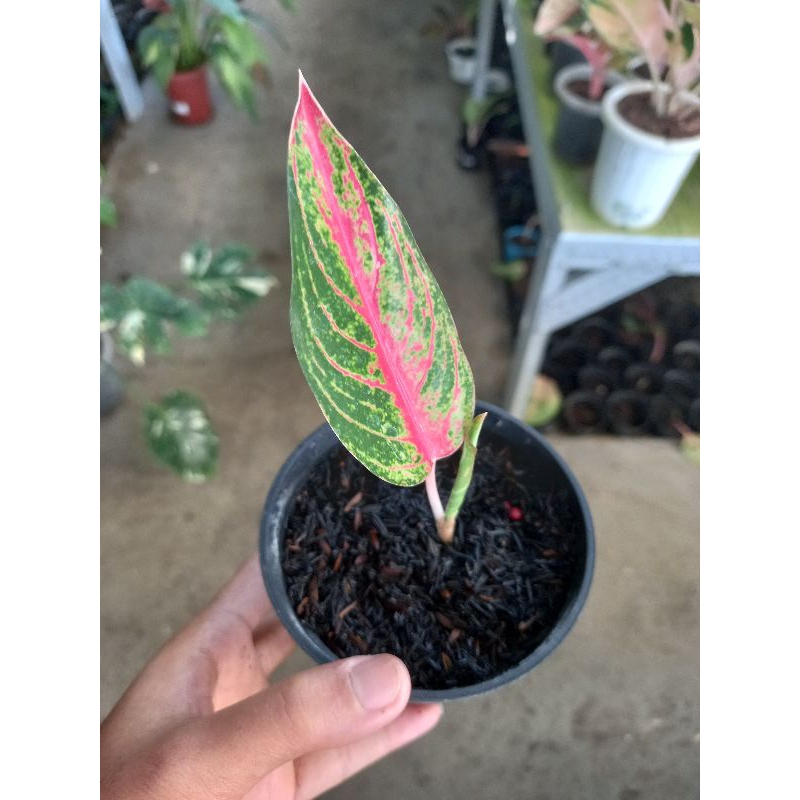 aglonema mahardika ekonomis sesuai foto