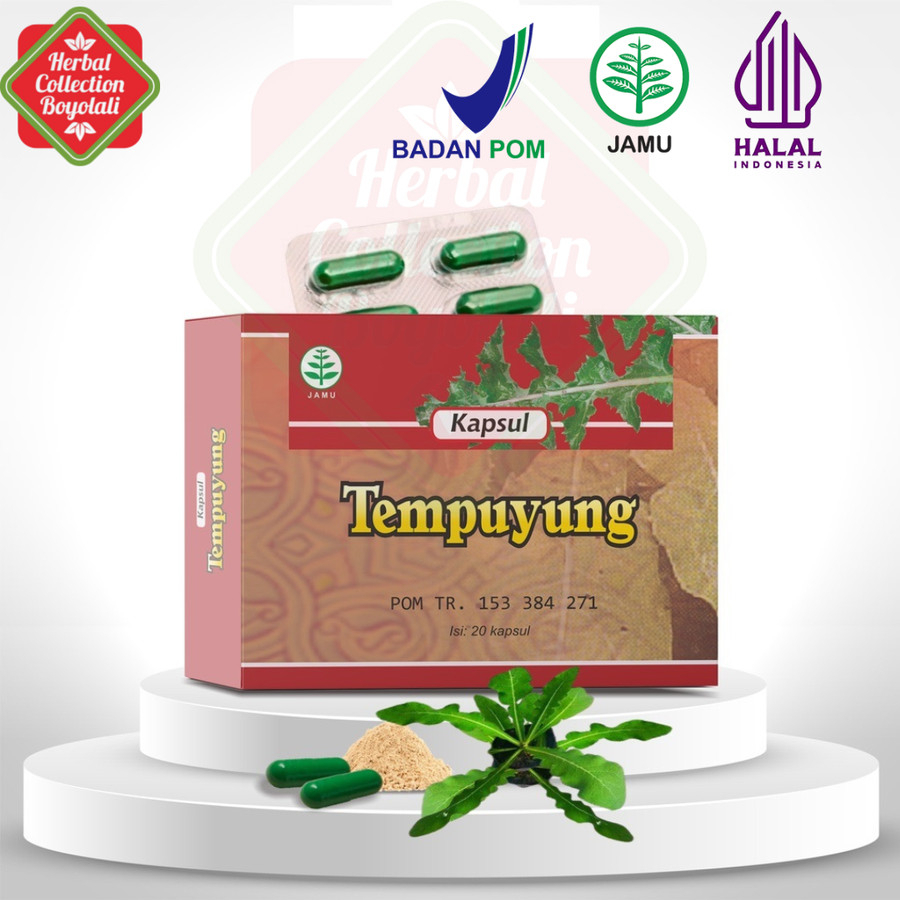 

Lancar kencing buang air kecil dengan kapsul Tempuyung