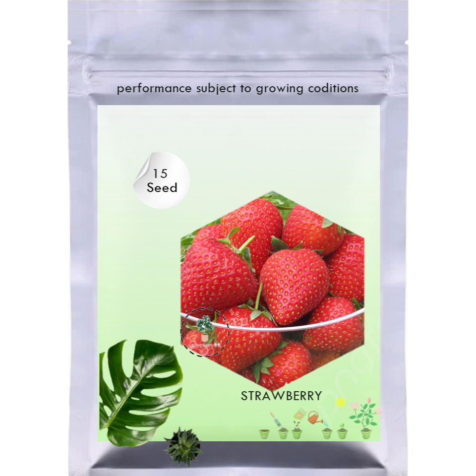 15Benih STRAWBERRY Import Biji Buah