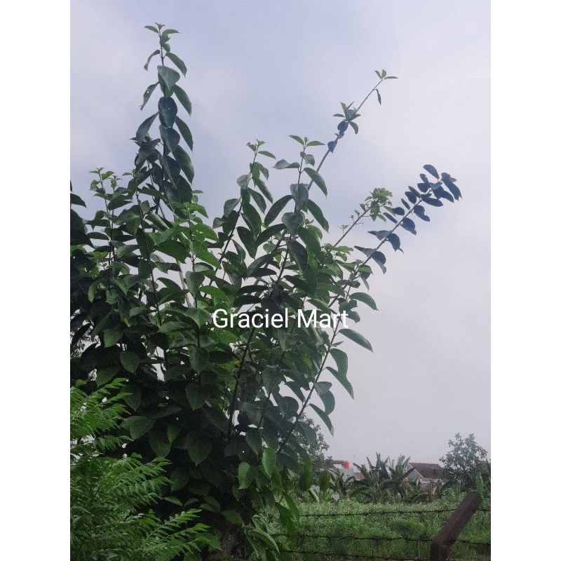 

1KG DAUN CINCAU SEGAR