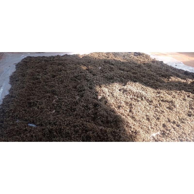 KAYU GAHARU BAHAN BUHUR ATAU DUPA