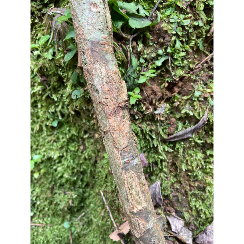 

Akar pohon manggis / akar manggis segar-az