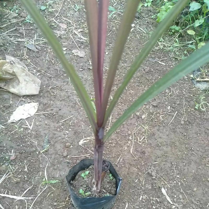 Bibit Tanaman Tebu Hitam pohon Tebu ireng