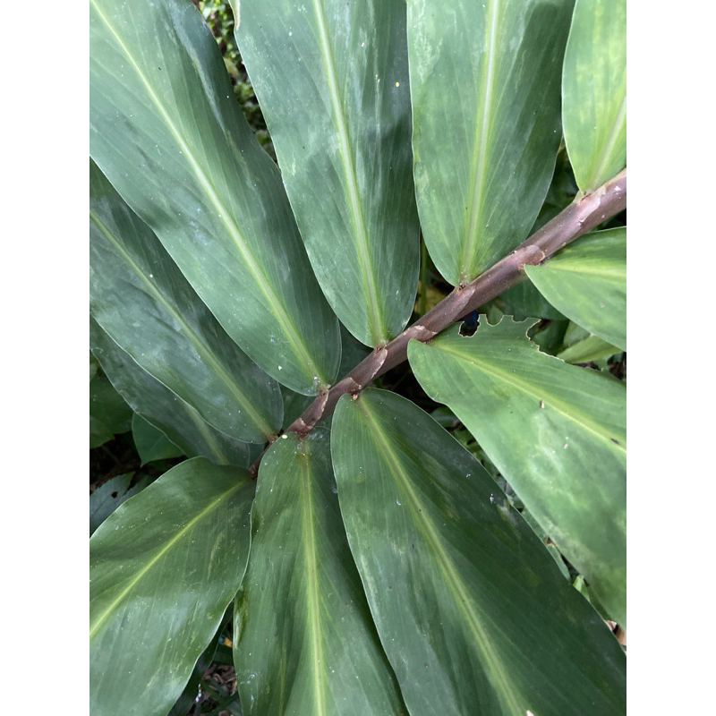 

Daun bangle hitam segar petik langsung-az