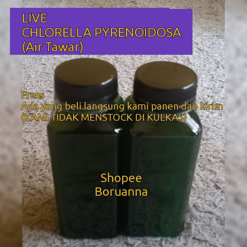 Chlorella Pyrenoidosa Makanan Kutu Air Daphnia Magna (Air Tawar)