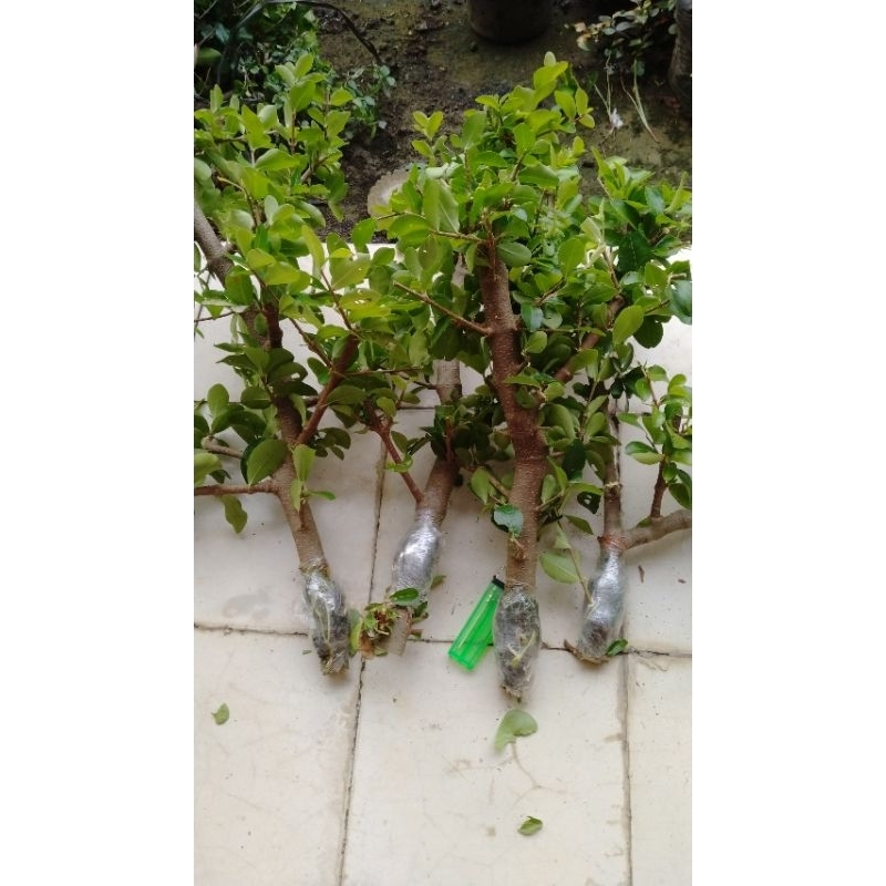 CERY BARBADOS/ SIANCI