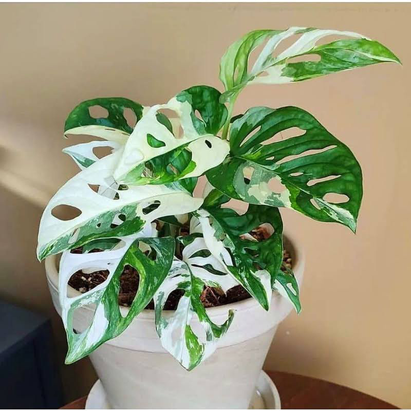 FahriOrchid - Janbol variegata jepang, Monstera adansonii variegata yellow