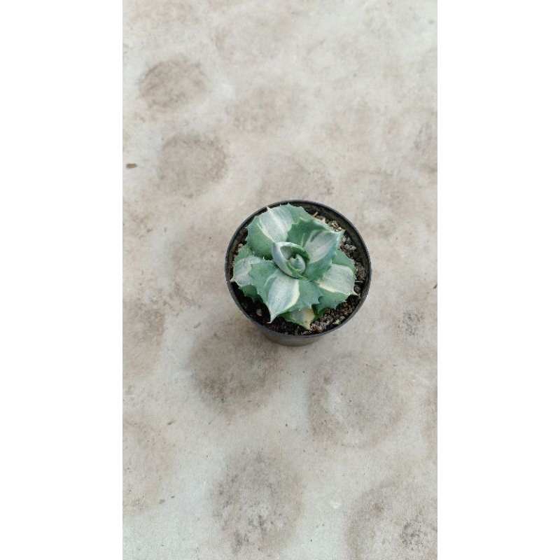 agave shoji raijin putih