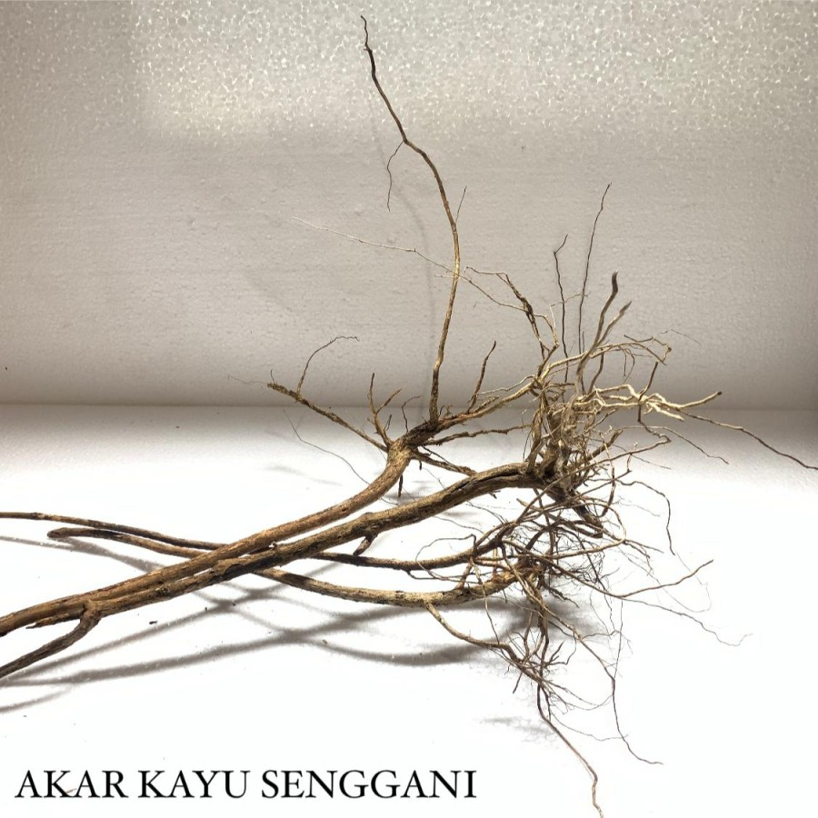 Akar Senggani Aquascape Aquascape paludarium