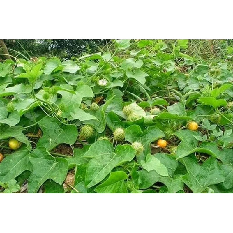 

Paket 250 gram Daun Rambusa Cermot Mermot segar