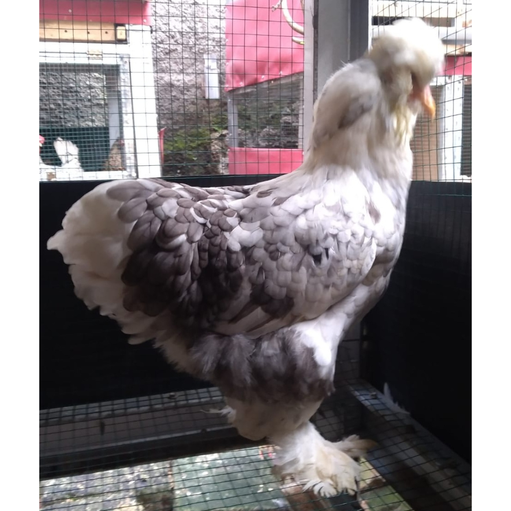 Ayam brahma park blue motled usia 6 bulan (real foto dan vidio )