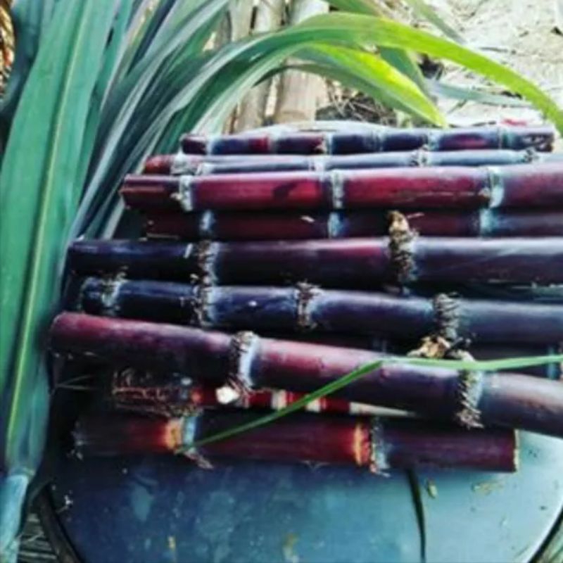 

Batang tebu merah segar 500 gram