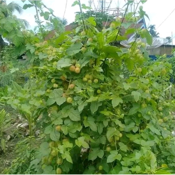 

Daun Rambusa/Cermot segar paket 250 gram