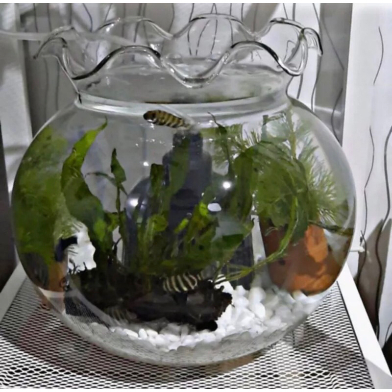 Aquarium Kaca Bulat Toples Fish Bowl 1.5L 2L 3.5L 4L 7L 12L 15L 19L