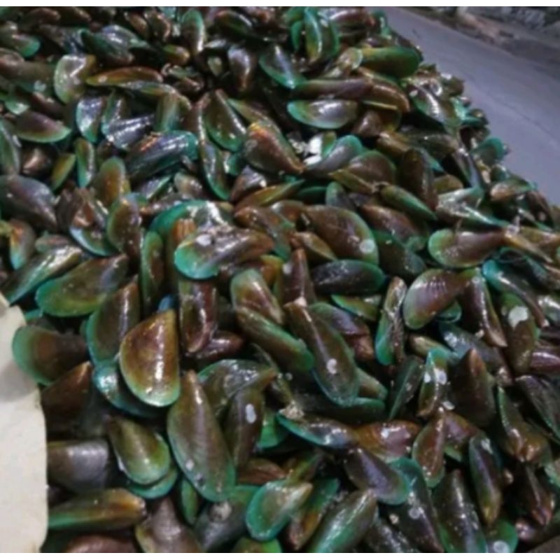 

Kerang hijau 1kg