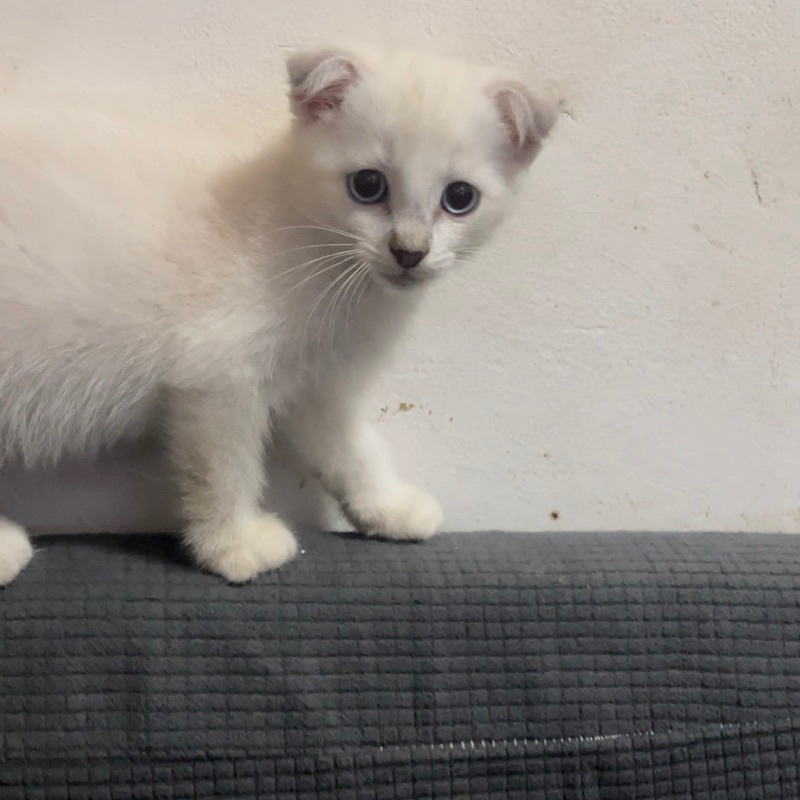 kucing Scottish fold dan straight