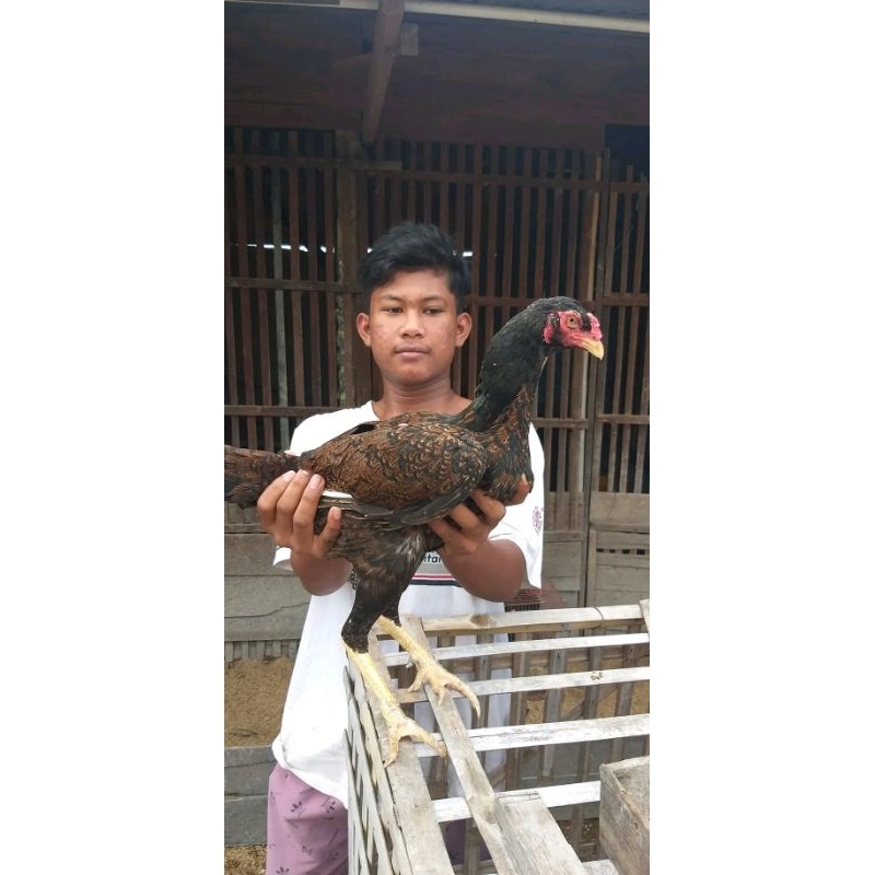telur tetas ayam pakhoy brakot