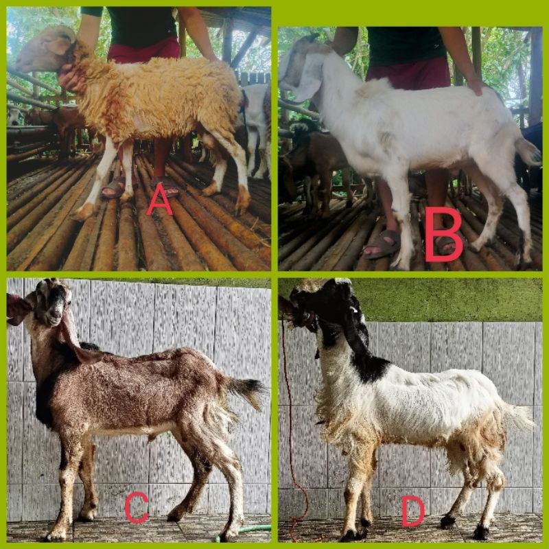 KAMBING QURBAN DAN AQIQAH (JANTAN)