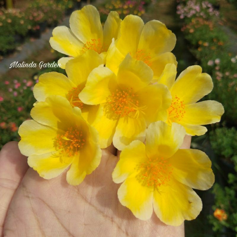 Bunga krokot import duna CHEESE FIRE / Mossrose tanaman hias pukul