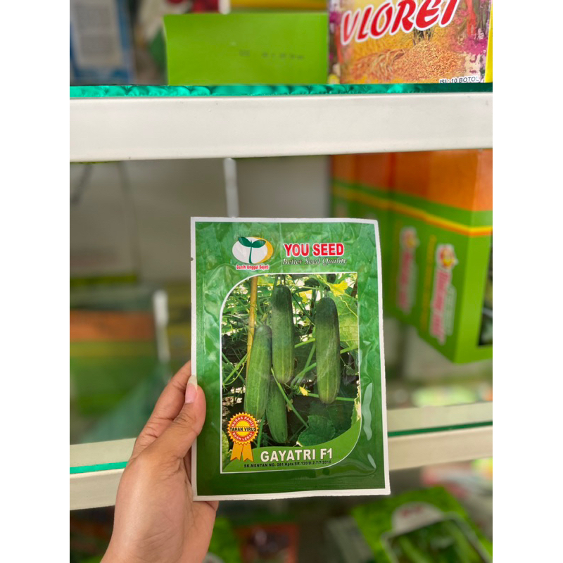 Benih Timun Sayur Gayatri F1/Bibit Timun Hibrida