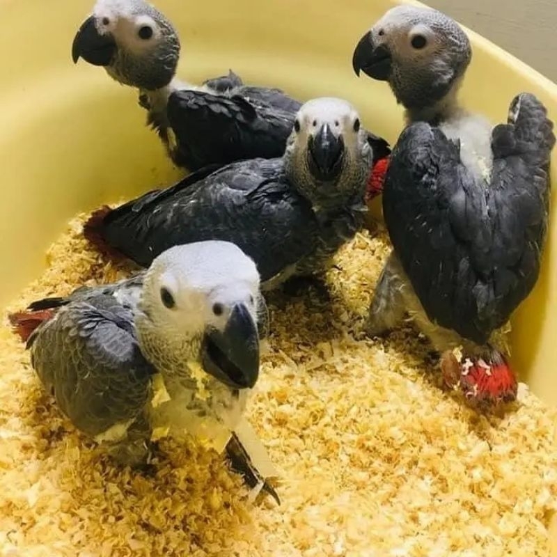 African grey parrot