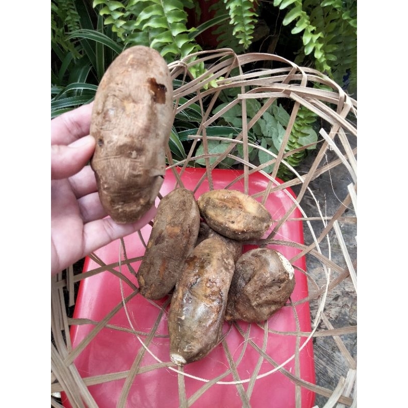 

Ubi Cilembu dioven matang 1 kg, ubi simadu, ubi cilembu asli dari Sumedang ukuran sedang