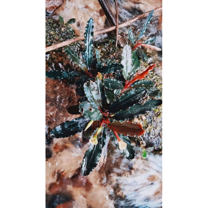 Bucephalandra sp Purple rizom