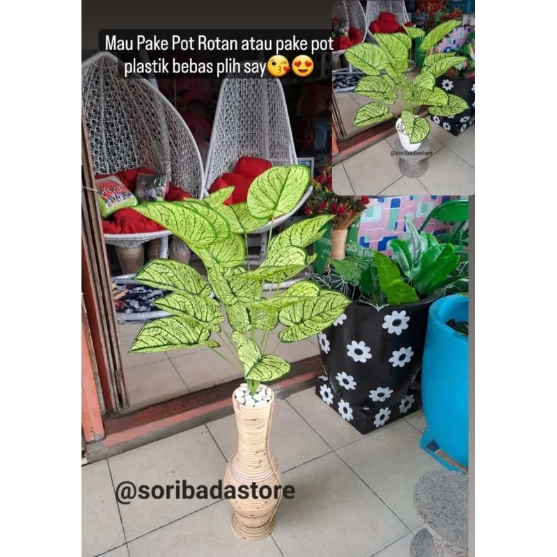 Bunga Aglonema Hias | Bunga Aglonema Latex | Bunga Latex | Bunga Sudut | Bunga Hias