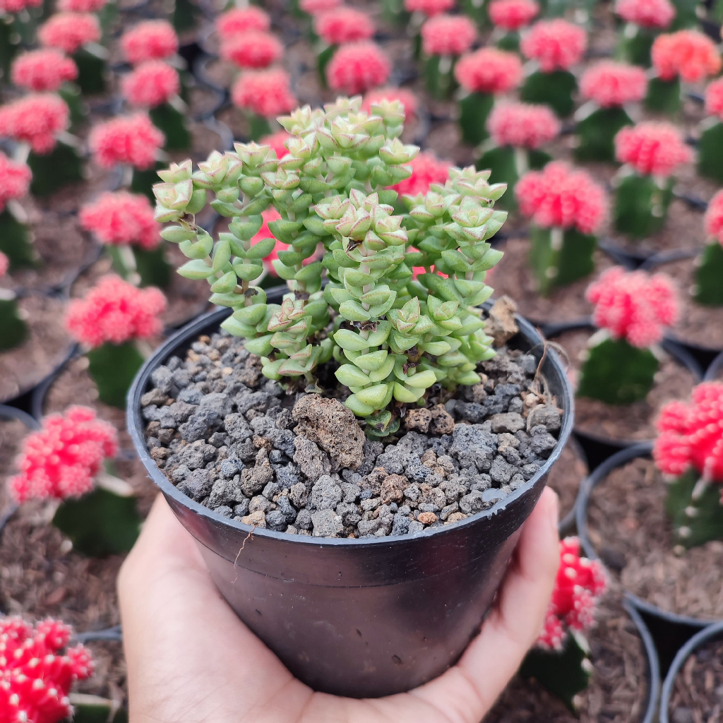 Crassula Tom Thumb | D 10 Cm |  Sukulen