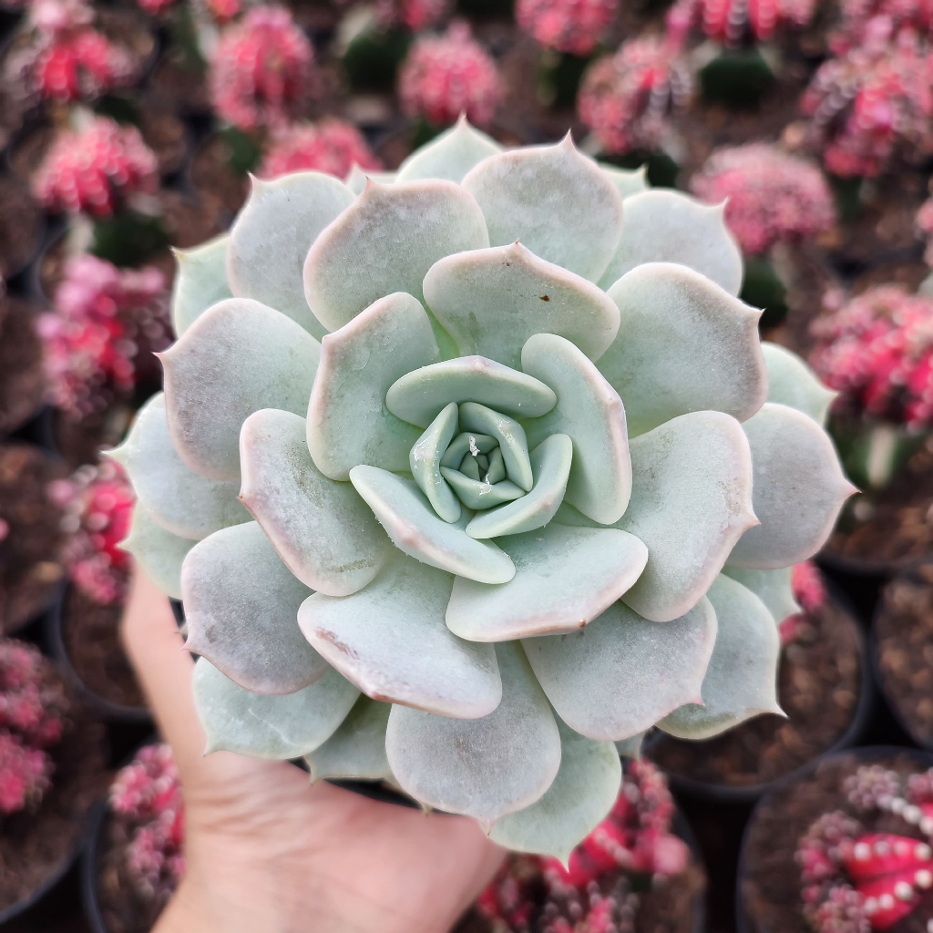 Echeveria Lola | D 10 Cm |  Sukulen