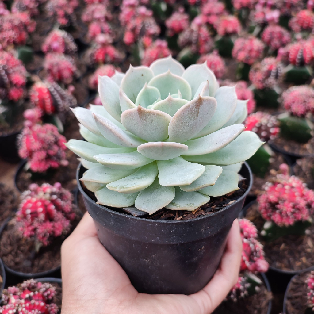 Echeveria Lola | D 10 Cm |  Sukulen