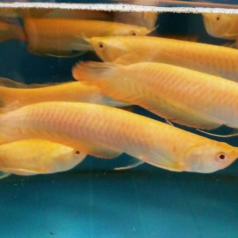 Palet Beby Arwana Silver Albino Ukuran 10-14cm Ready Stok Original Terjamin