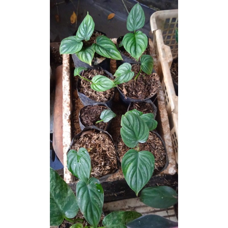 Philodendron Plowmanii / Plowmanii