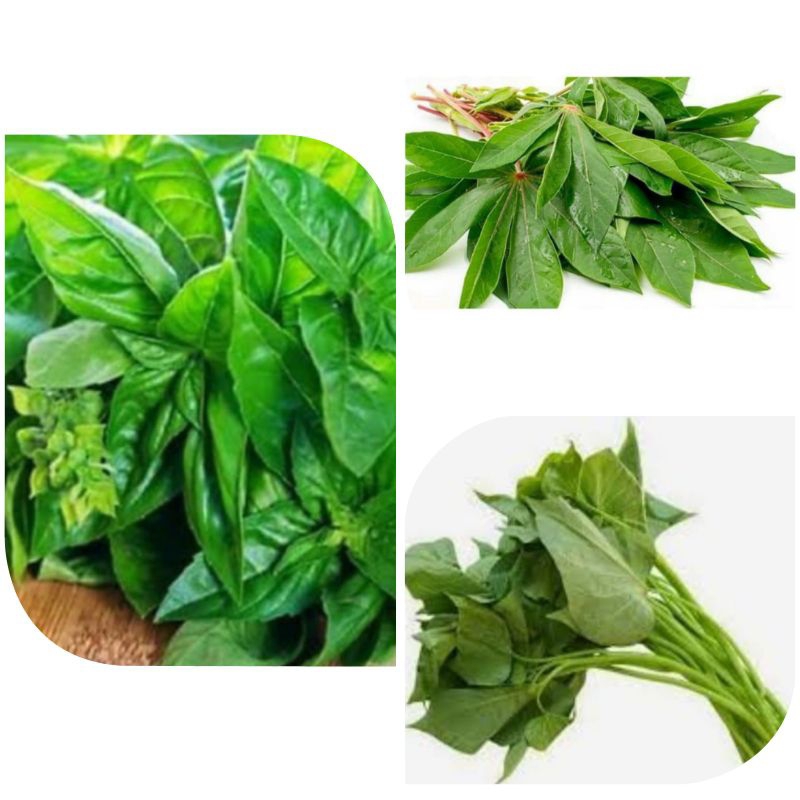 

Daun Singkong/Daun Ubi/Daun Kemangi 1 ikat besar