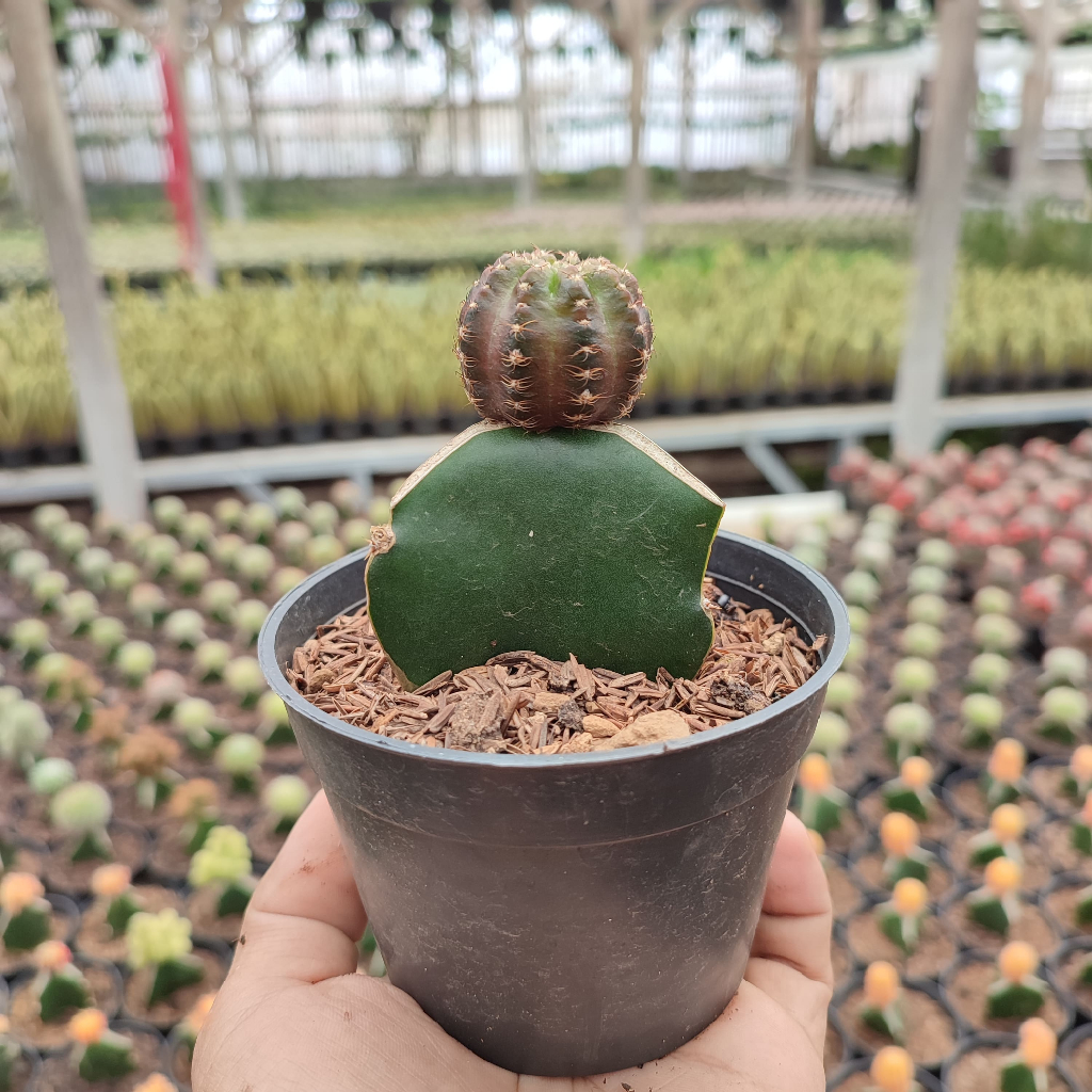 Grafting Echinopsis | DP 10 Cm | Kaktus