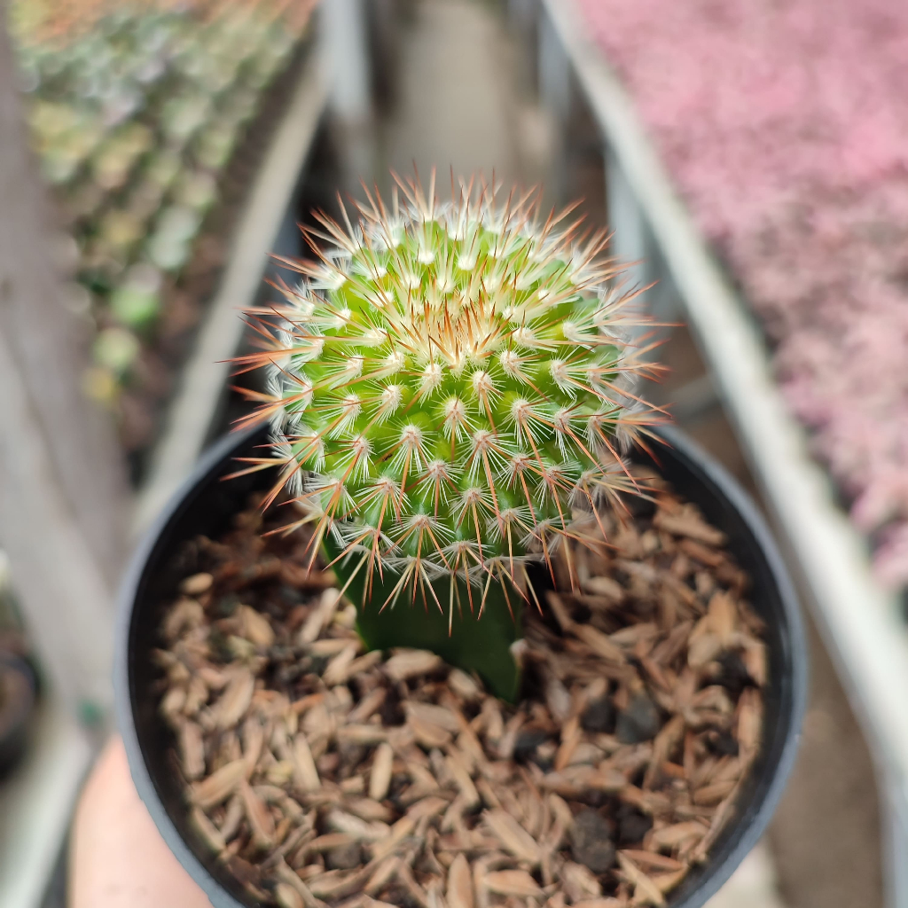 Grafting Mammillaria Duri Merah | DP 10 Cm | Kaktus