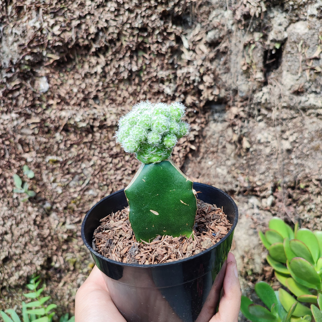 Grafting Mammillaria Gracilis | DP 10 Cm | Kaktus