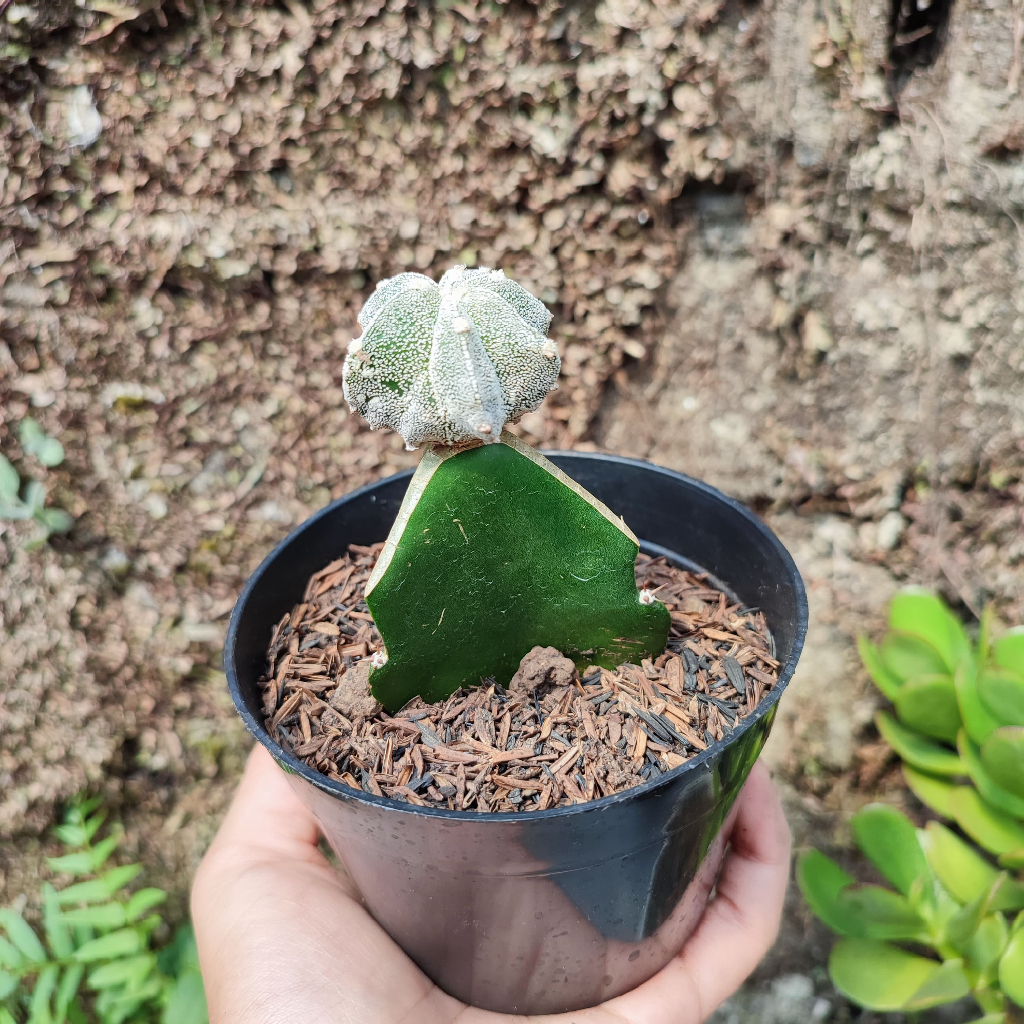 Grafting Astrophytum Myriostigma | DP 10 Cm | Kaktus