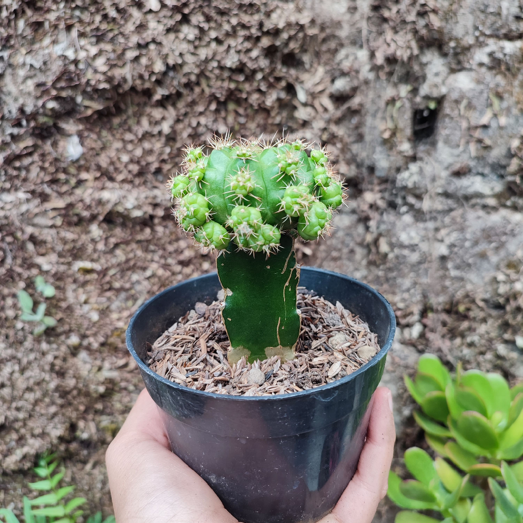 Grafting Damsii  | DP 10 Cm | Kaktus