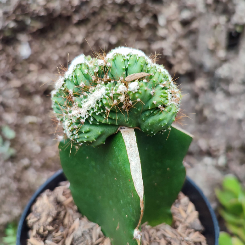 Grafting Cereus Repandus Cristata | DP 10 Cm | Kaktus