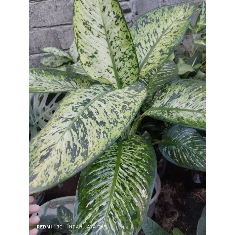 tanaman hias murah/bunga hias murah/diven garuda/diven beras kutah