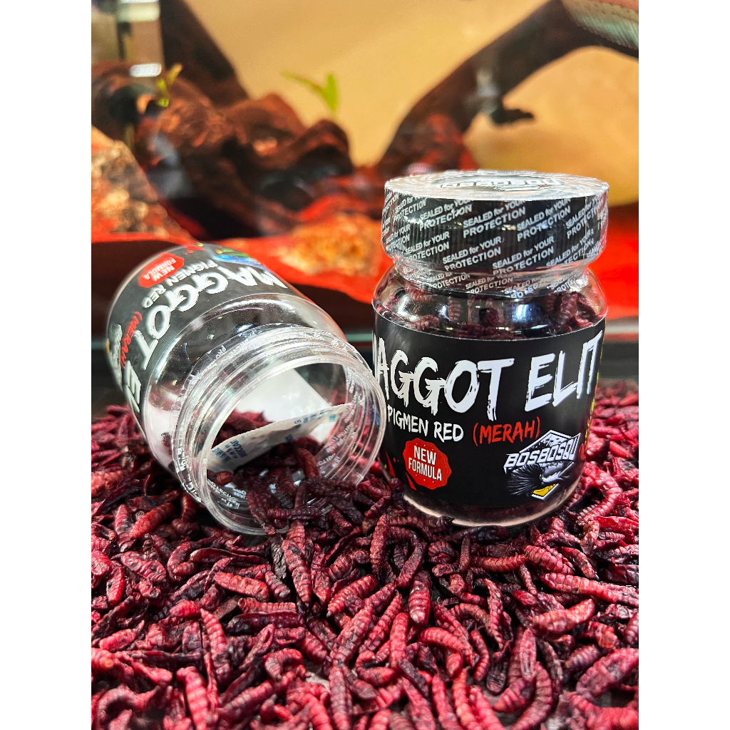 MAGGOT ELIT // PROGRES WARNA MERAH/ORANGE UNTUK KONTES (NEW FORMULA BY BOS BOS QU)