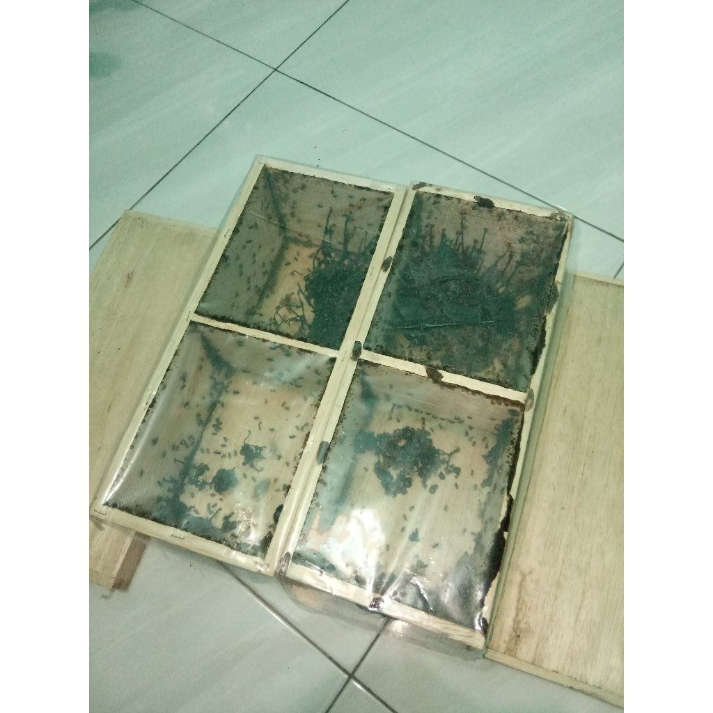 Bibit Klanceng Trigona Kelulut DRESCERY Terjamin Kualitasnya