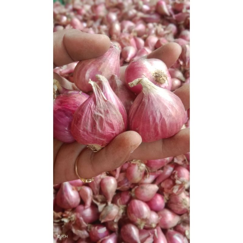 

Bawang merah brebes Grade 1