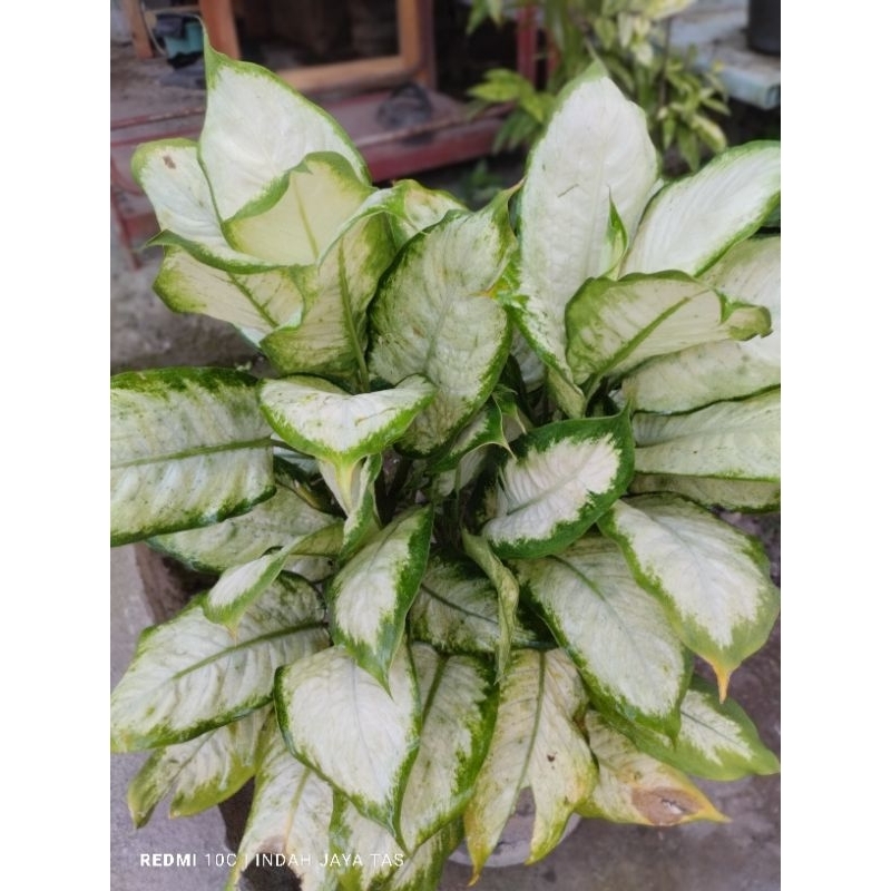 tanaman hias murah/diven tisu