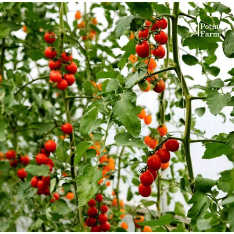 tanaman tomat cery