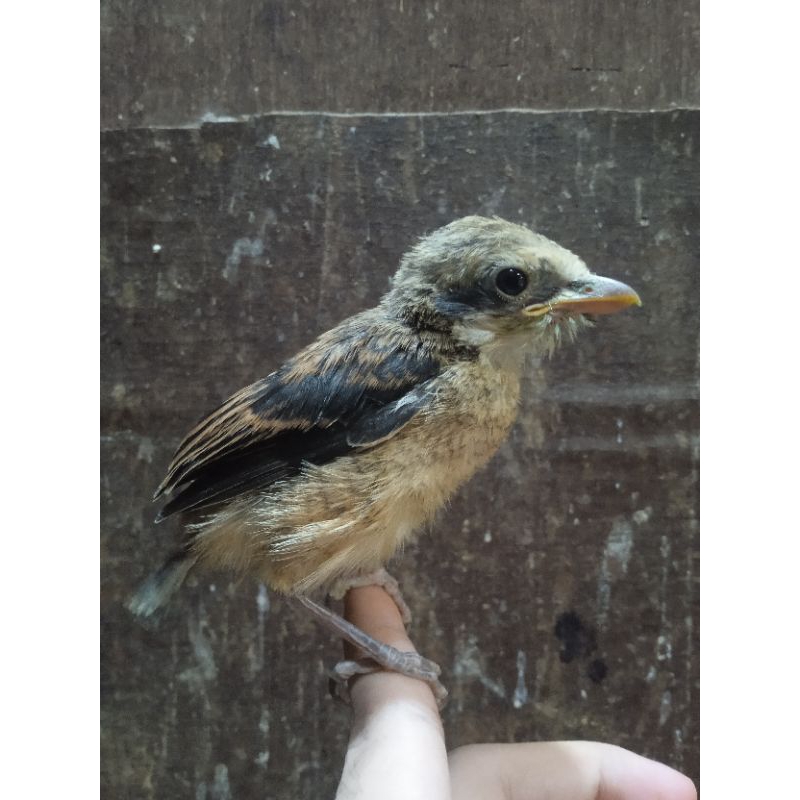 ANAKAN BURUNG PENTET PILIHAN JANTAN