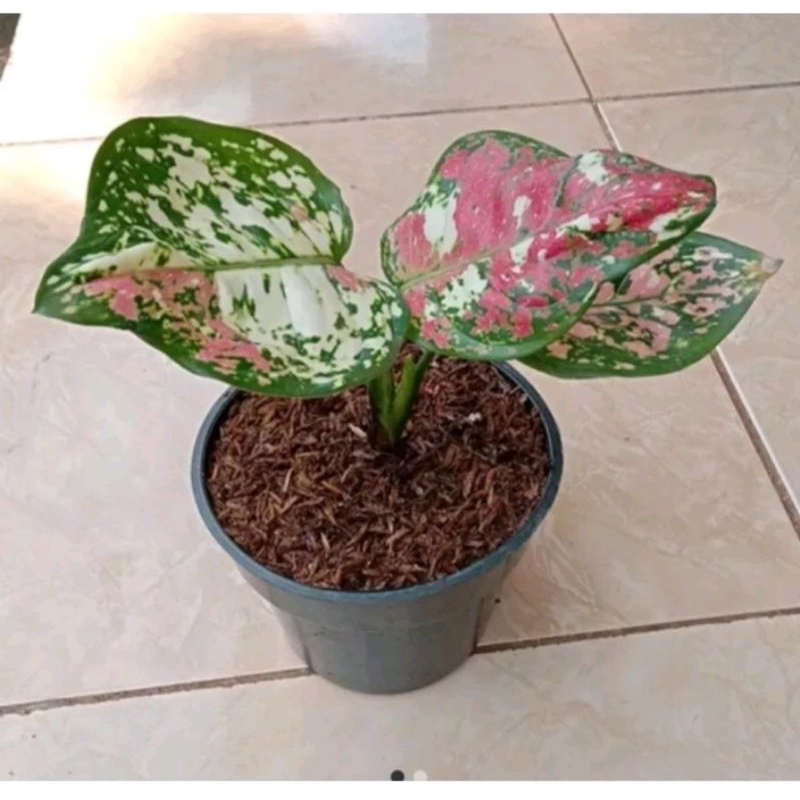 Aglonema baby tricolor /tricolor/threecolour spesial